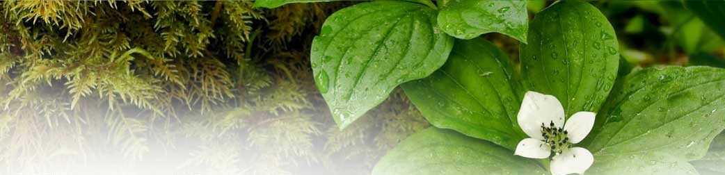 Mary Wolney, Emeritus 